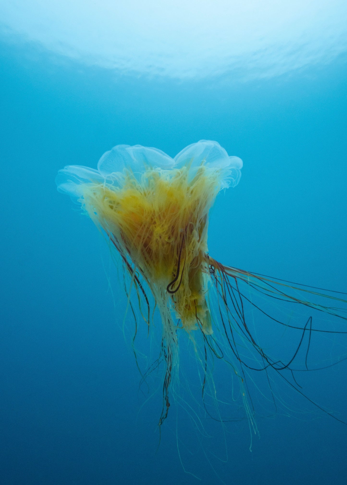 Arktischer Abend: Dr. Tanja Bayer – Zwischen Schollen und Eisbergen: Abenteuer Polar-Tauchen