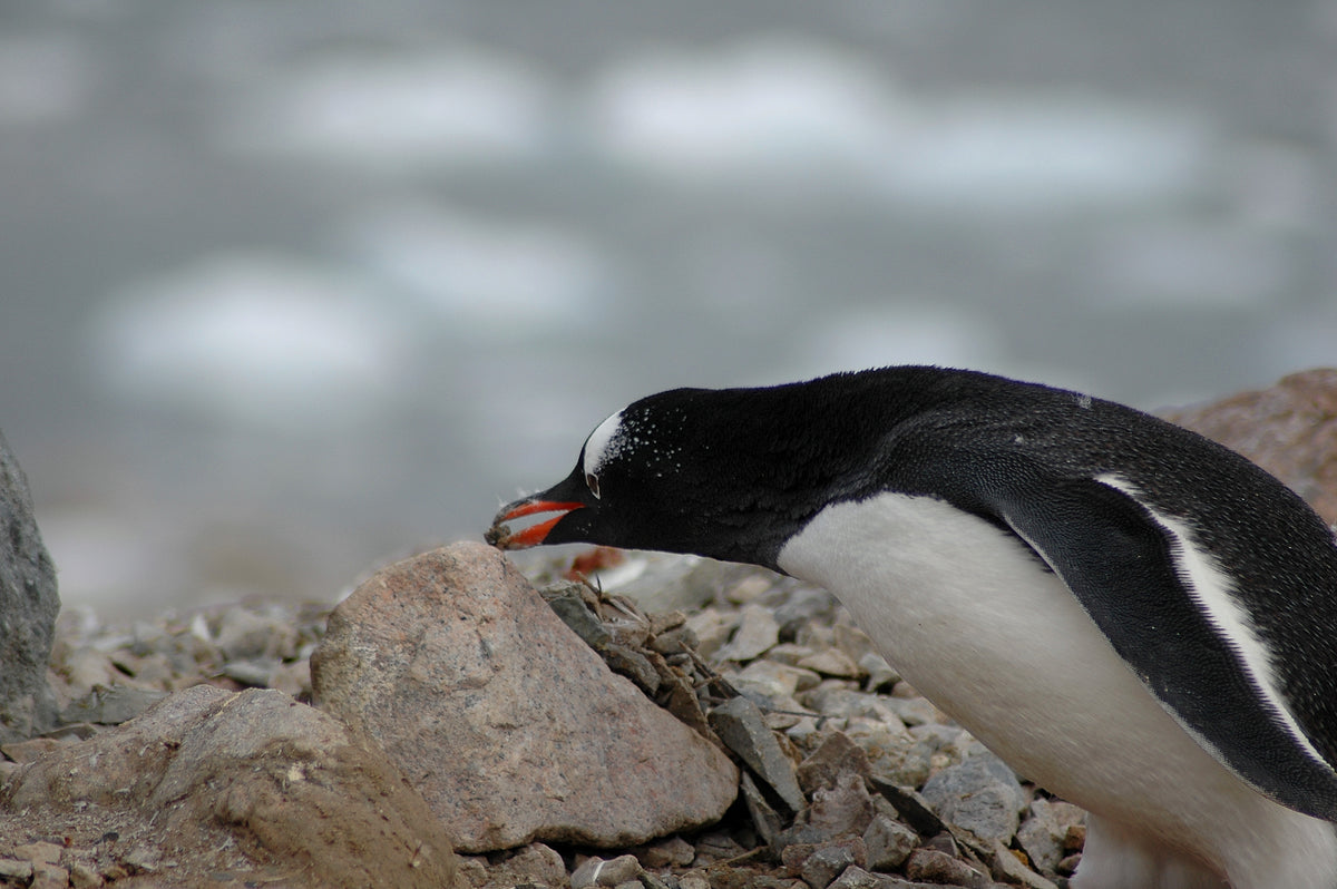 Michael Wenger – Kleptomane Streithähne oder süße Knuddelvögel – Pinguine zwischen Mythos und Fakten