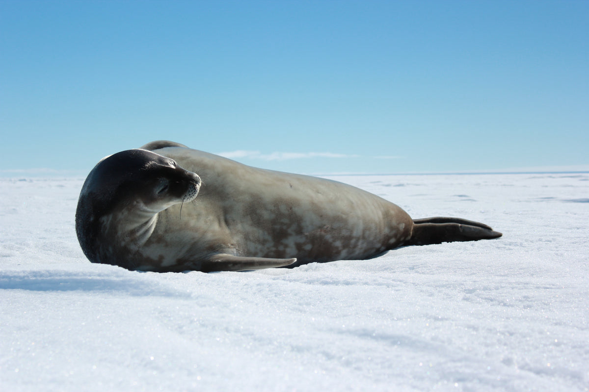 Ilse van Opzeeland – Der Klang des Ozeans: Akustische Wildnis im Meer?