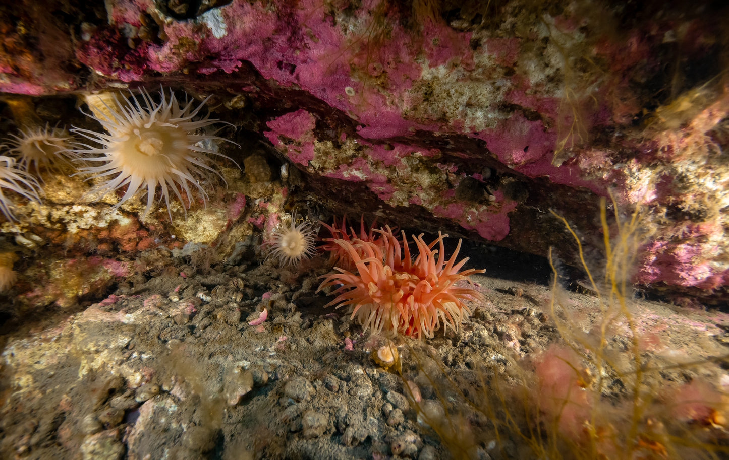 Arktischer Abend: Dr. Tanja Bayer – Zwischen Schollen und Eisbergen: Abenteuer Polar-Tauchen